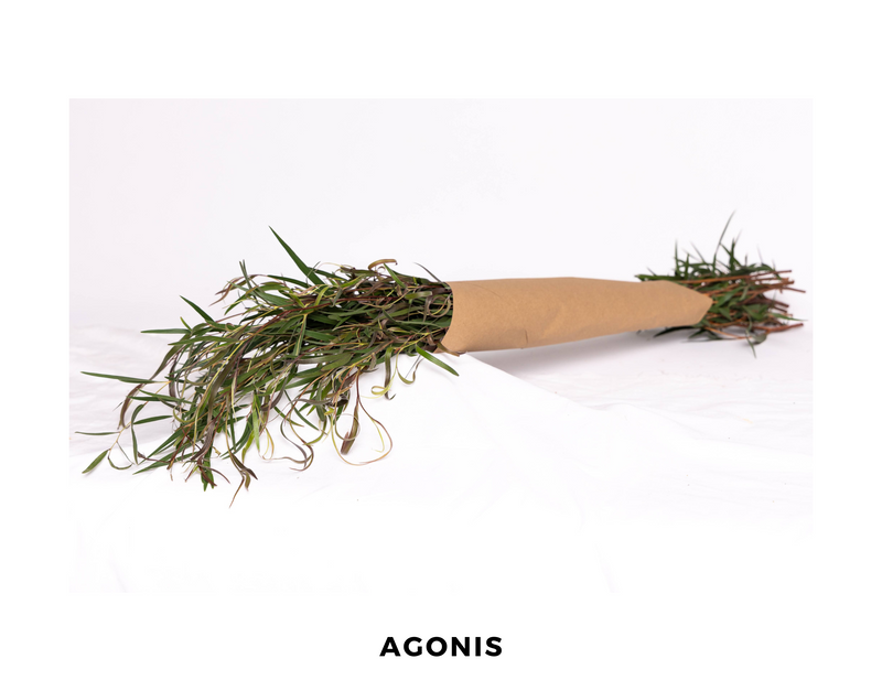 Agonis