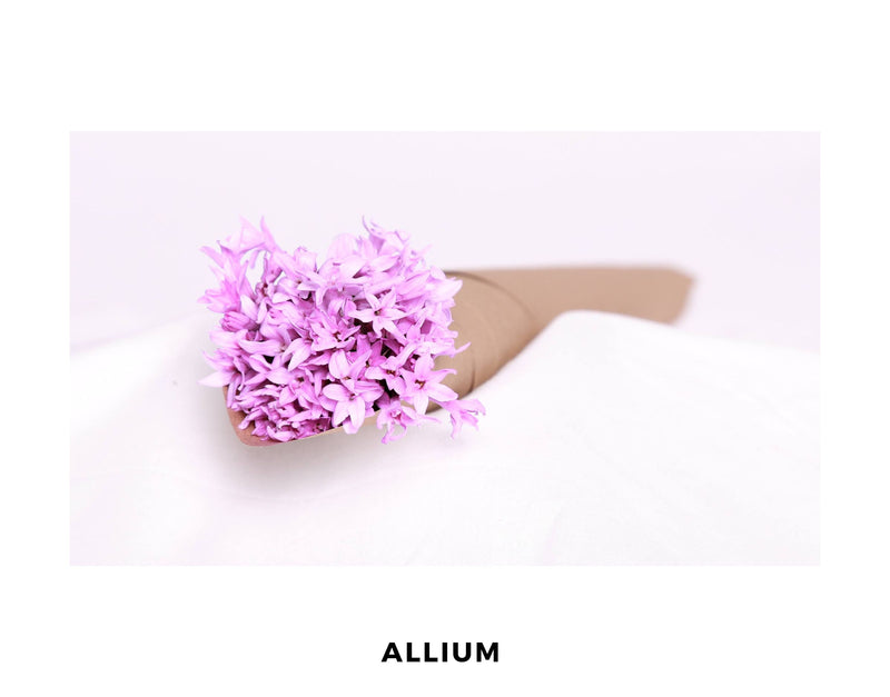Allium