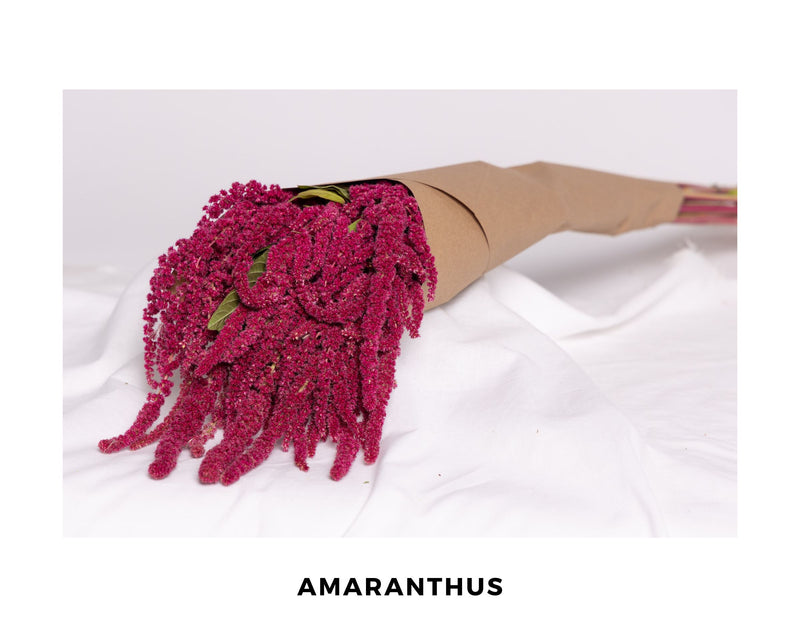 Amaranthus