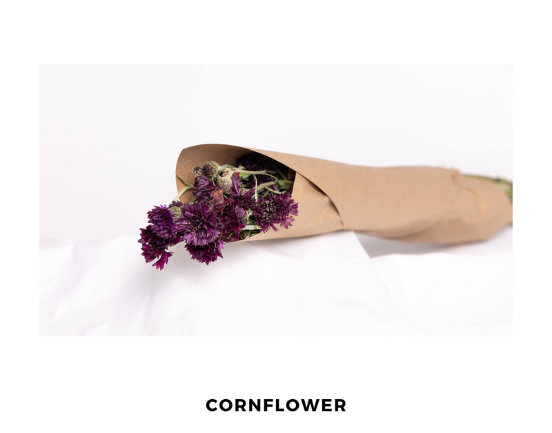 Cornflower
