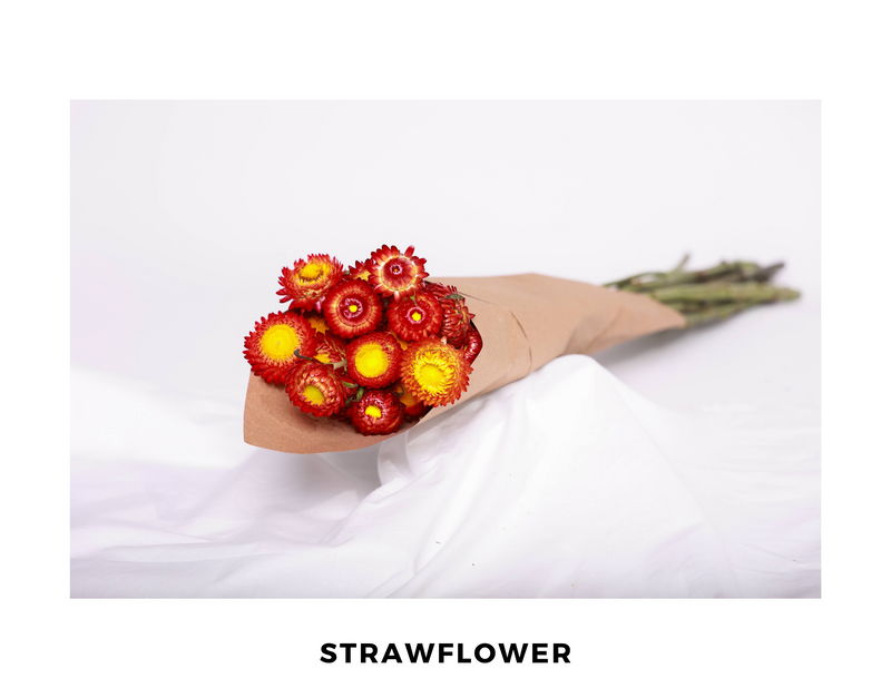 Strawflower