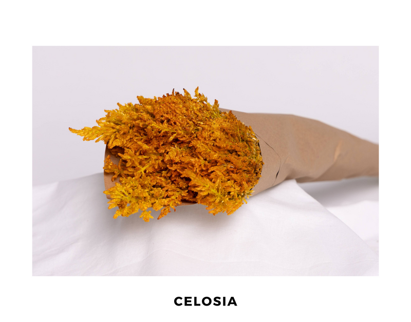 Celosia