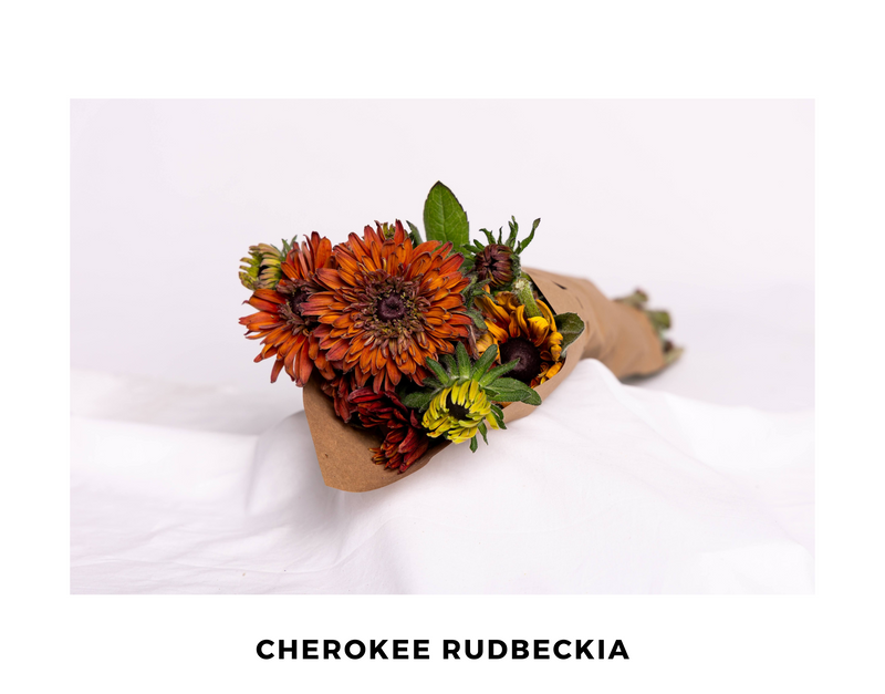 Rudbeckia