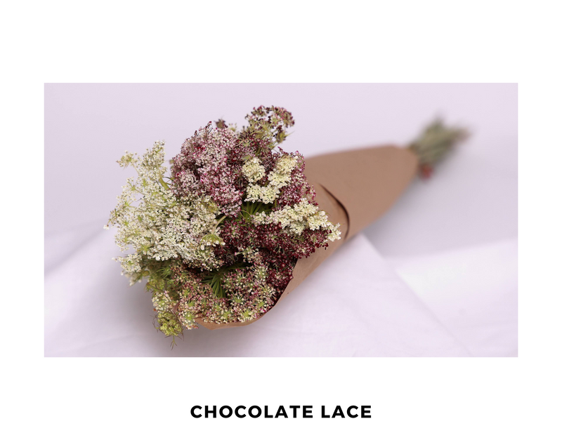 Chocolate Lace