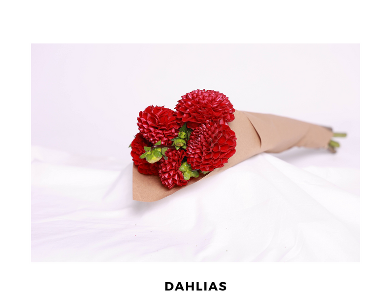 Dahlias