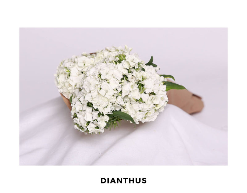 Dianthus
