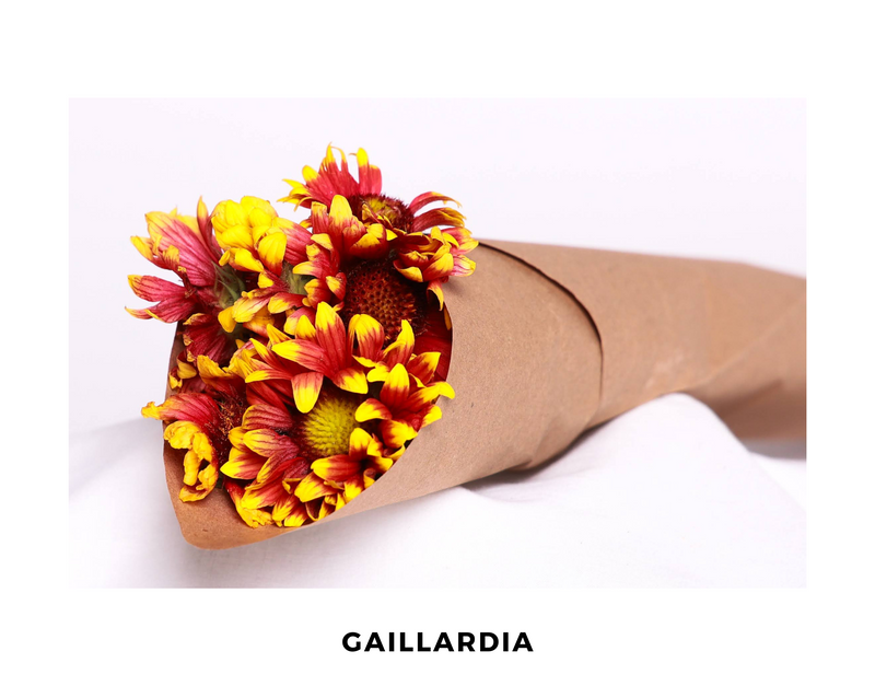 Gaillardia