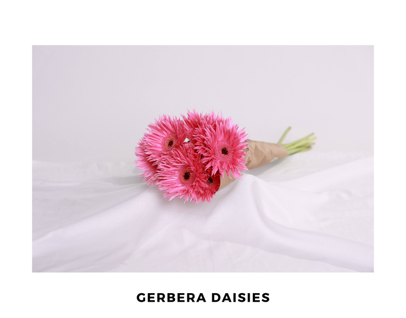 Gerbera Daisies