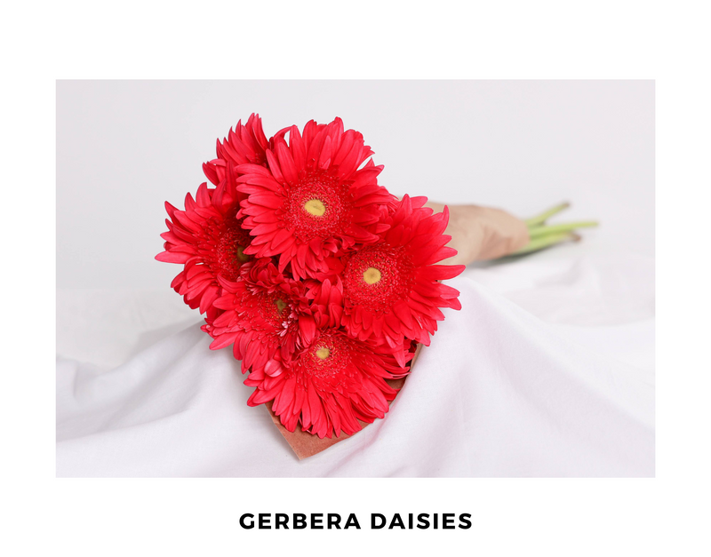 Garbera Daisies