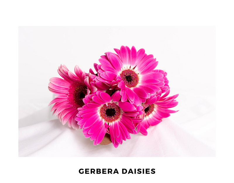 Gerbera Daisies