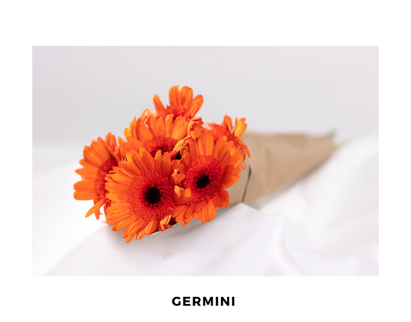 Germini