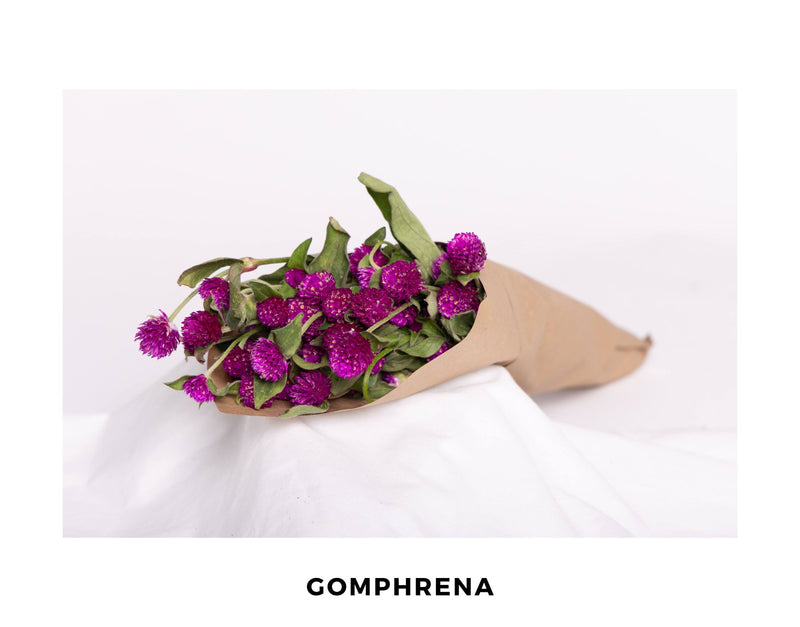 Gomphrena