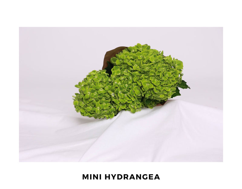 Hydrangea