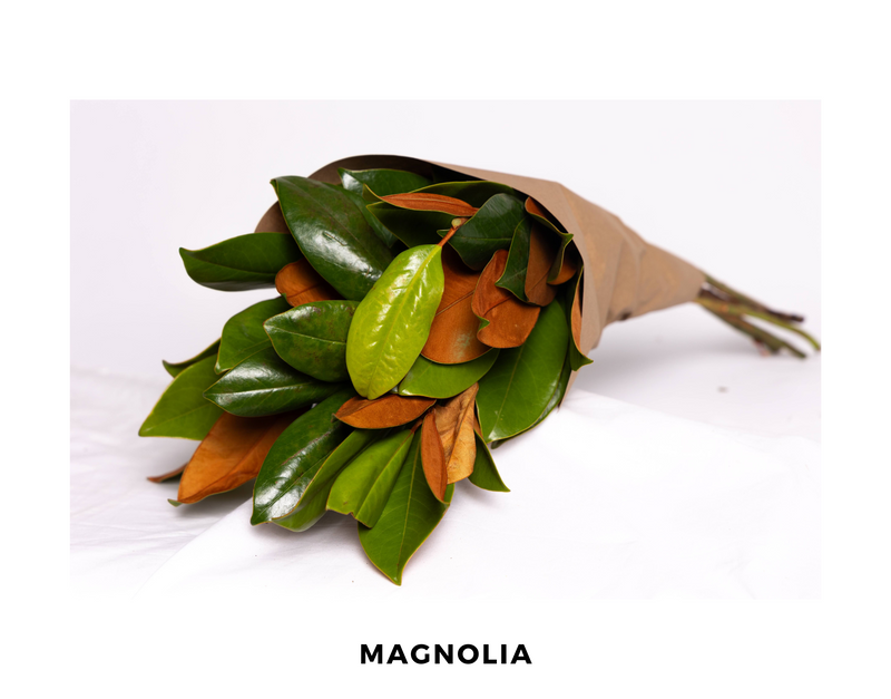 Magnolia