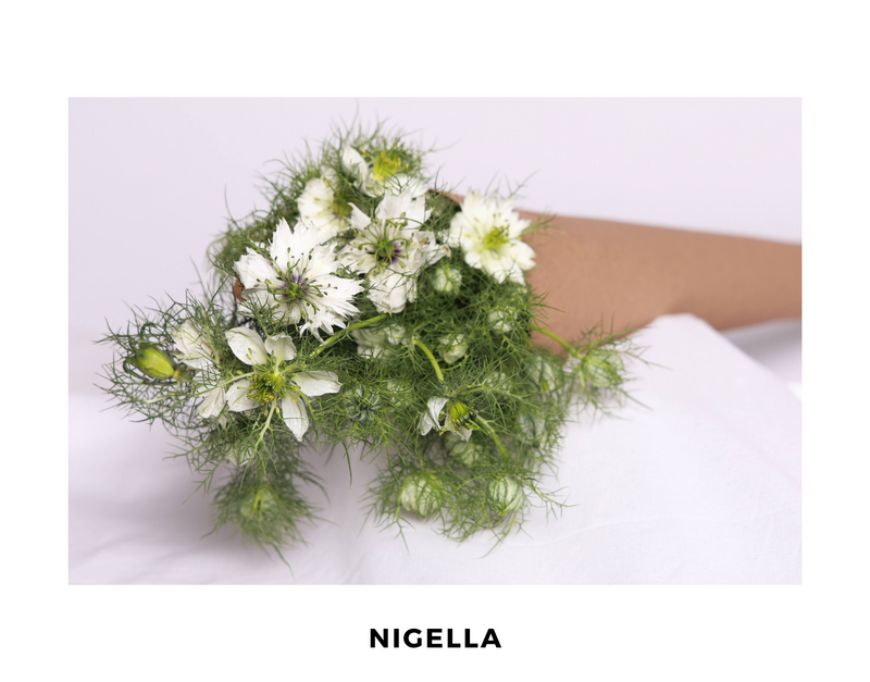 Nigella