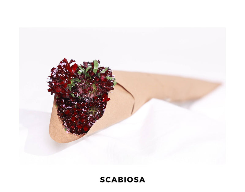 Scabiosa