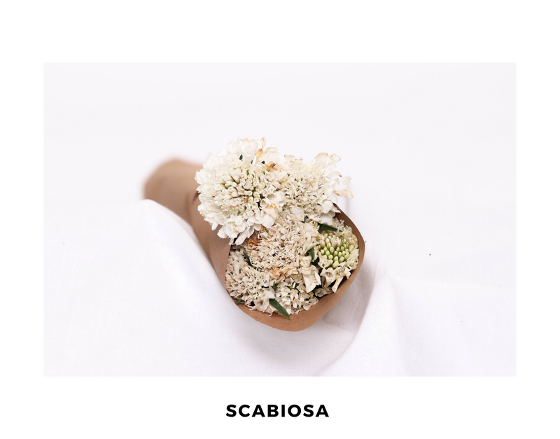 Scabiosa