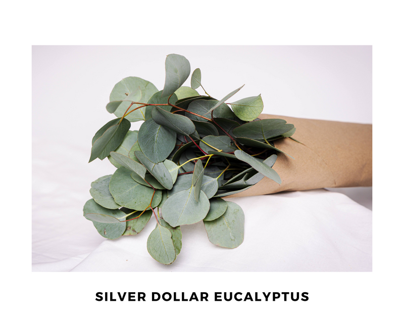 Silver Dollar Eucalyptus