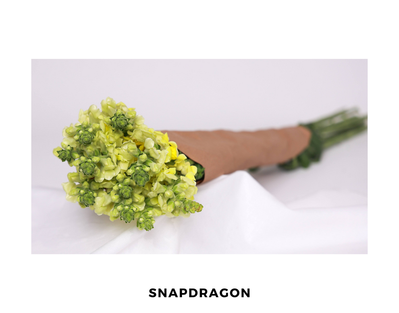 Snapdragon