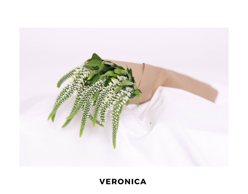 Veronica