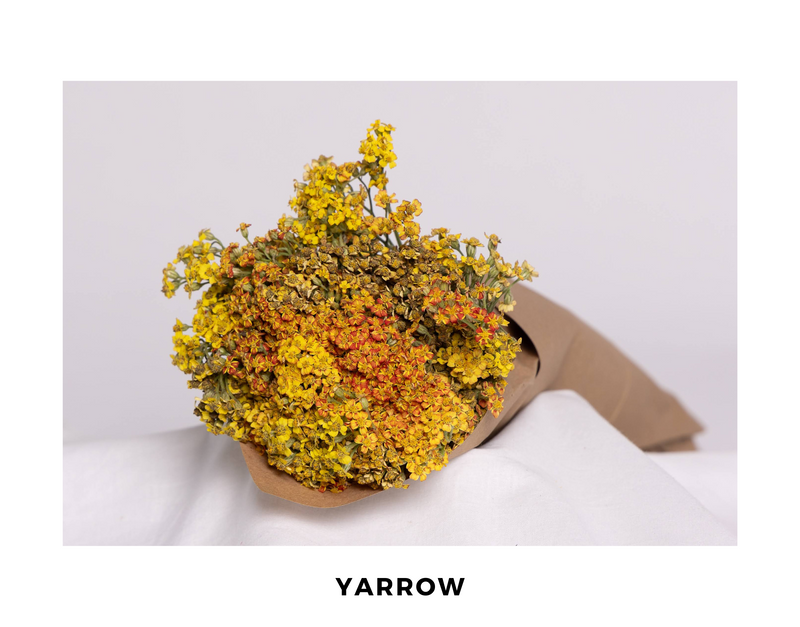 Yarrow