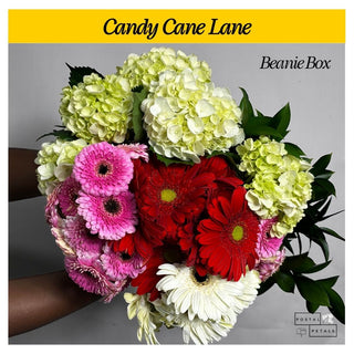 Candy Cane Lane