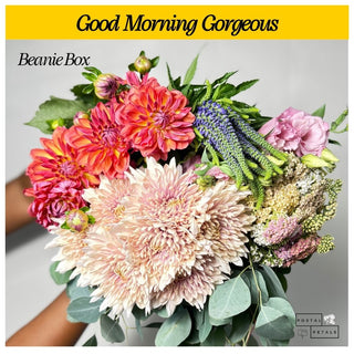 Good Morning Gorgeous