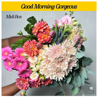 Good Morning Gorgeous
