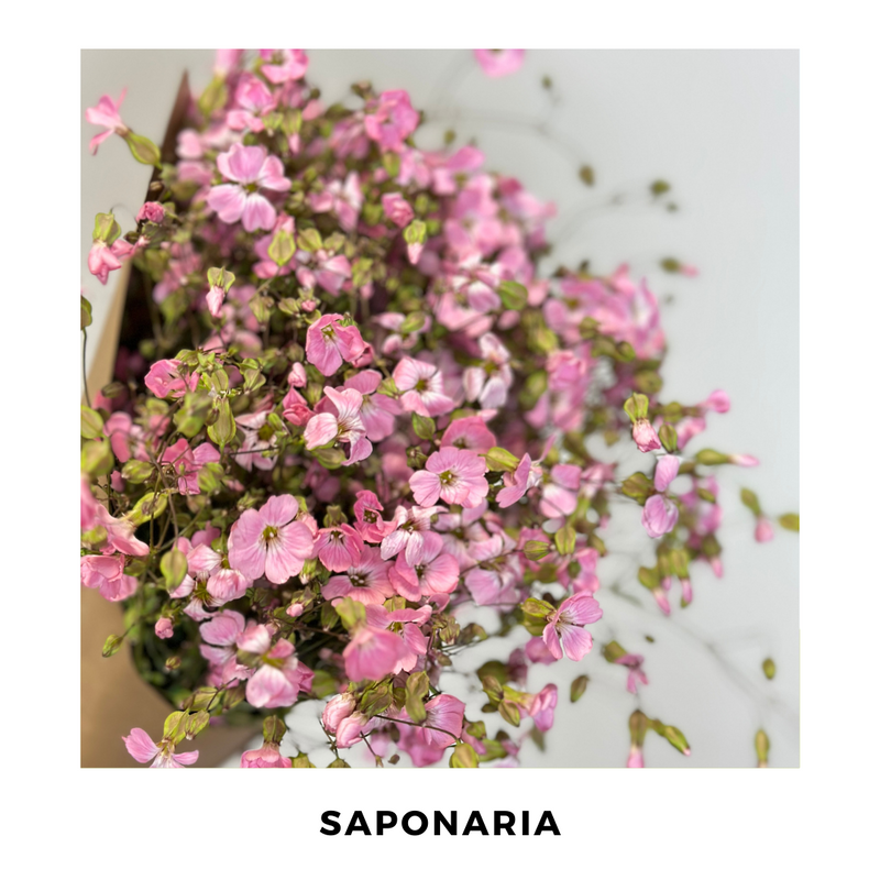 Saponaria