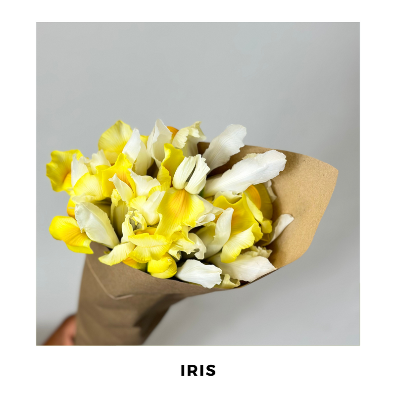 Iris