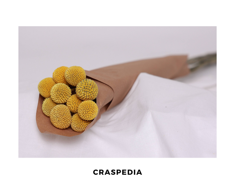 Craspedia