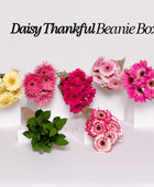 BEANIE BOX