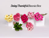 BEANIE BOX