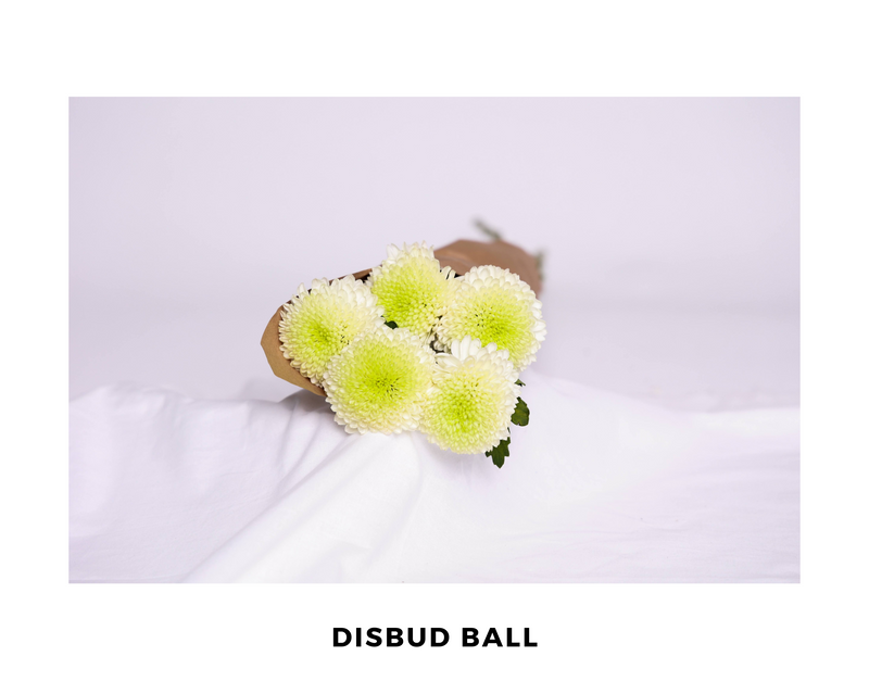 Disbud ball