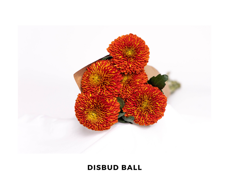 Disbud Ball