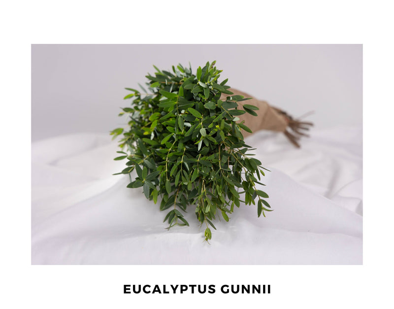 EUCALYPTUS GUNNI