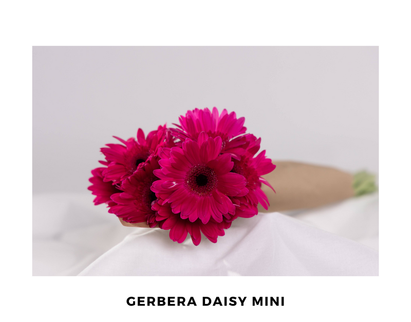 Garbera Daisy Mini