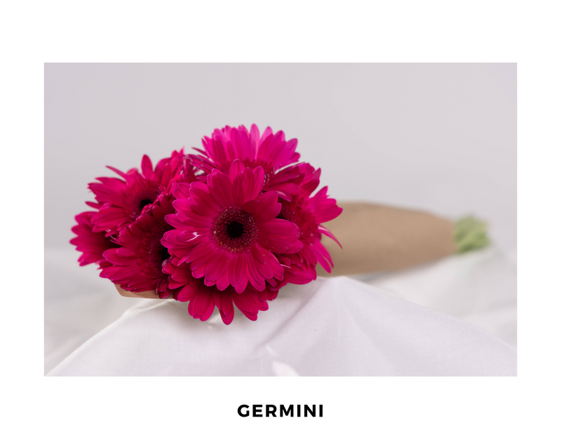 Germini