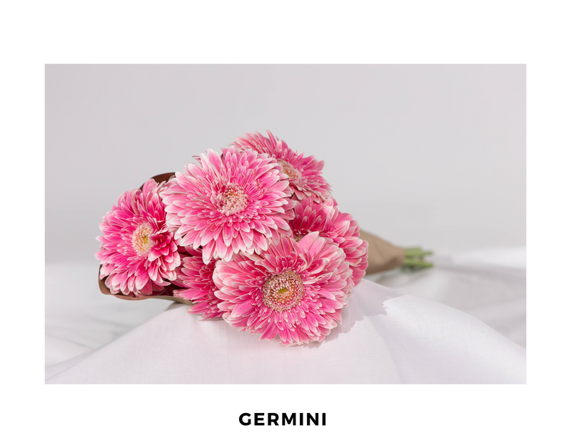 Germini