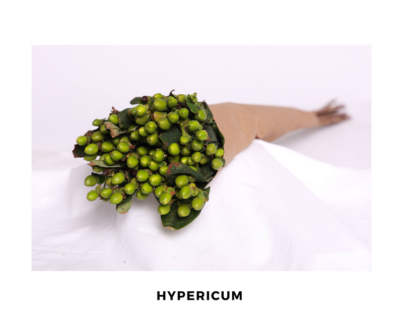 Hypericum
