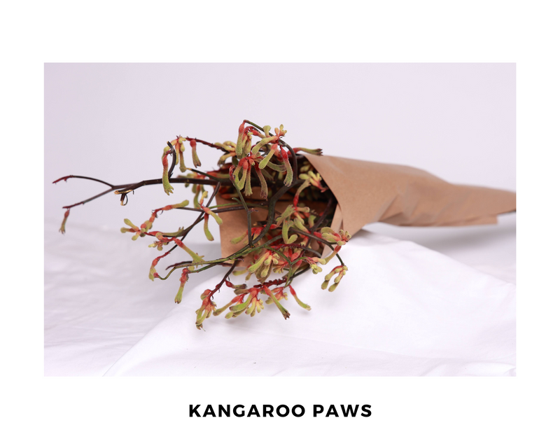 Kangaroo Paws