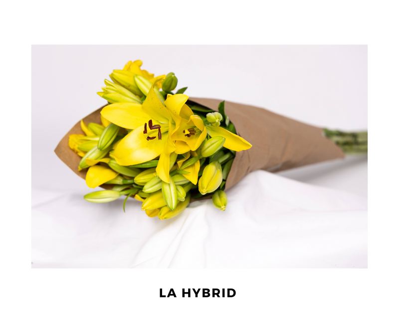 LA Hybrid