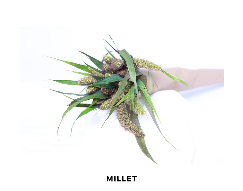 Millet