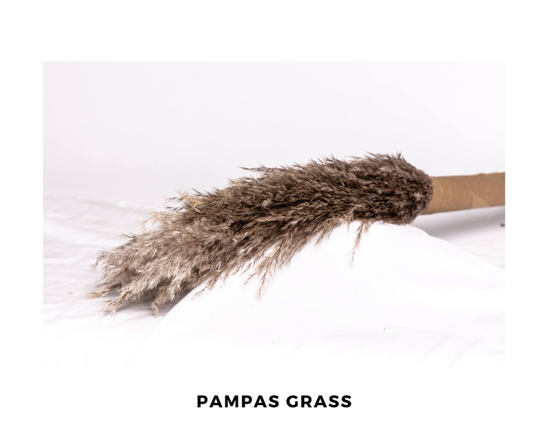 Pampas Grass