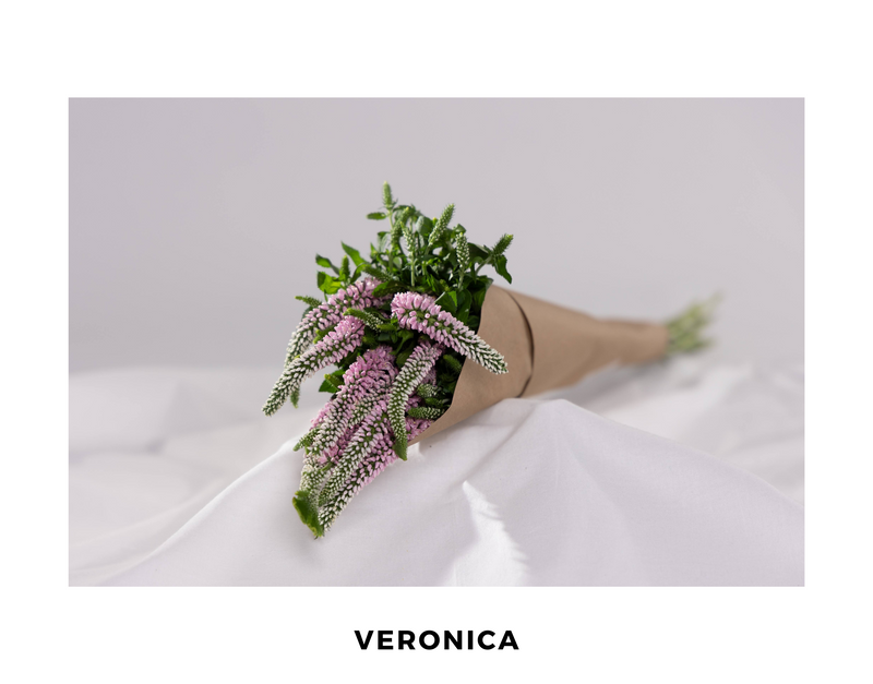 Pink Veronica
