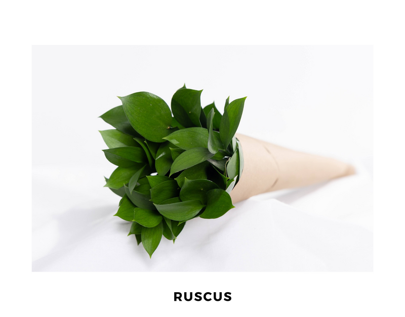 Ruscus