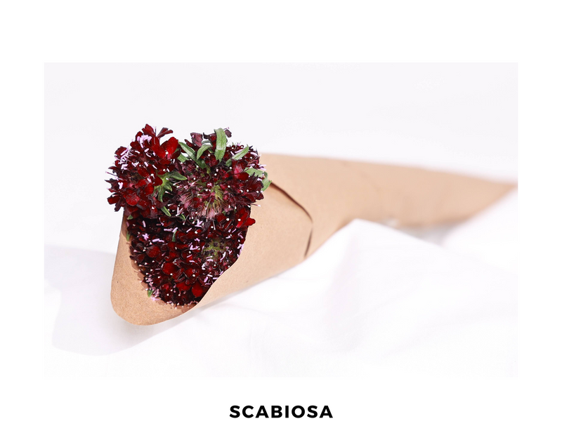 Scabiosa