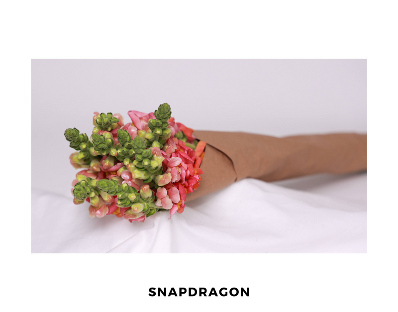 Snapdragon Pink