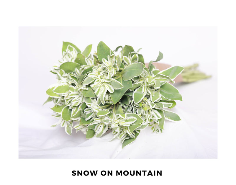 Snow on Mountain