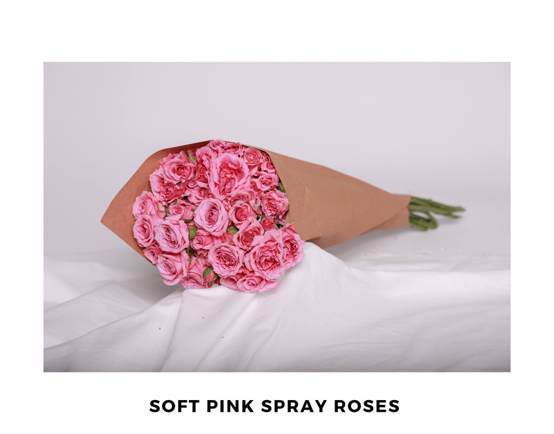 Soft Pink Spray Roses